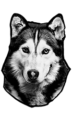 Husky