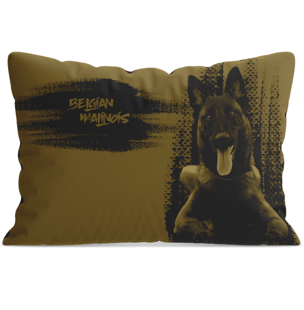 Belga Juhász (Malinois)